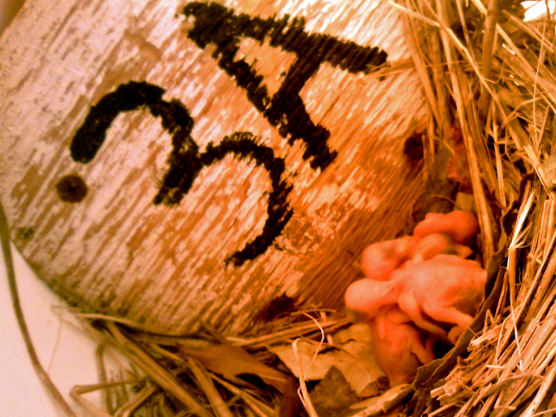OPAS 3A